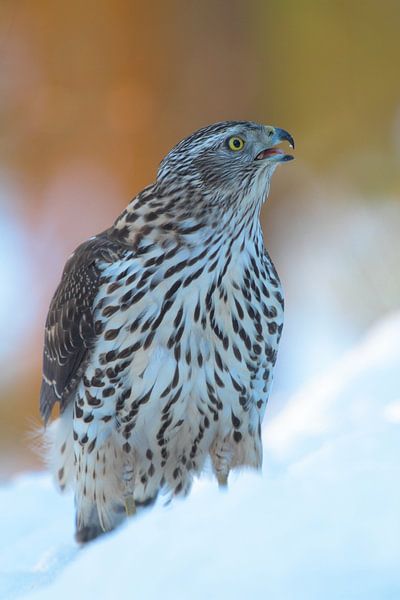 Goshawk in the snow. by Alex Roetemeijer