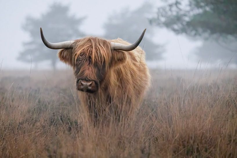 Highlander écossais par Marieke Deinum