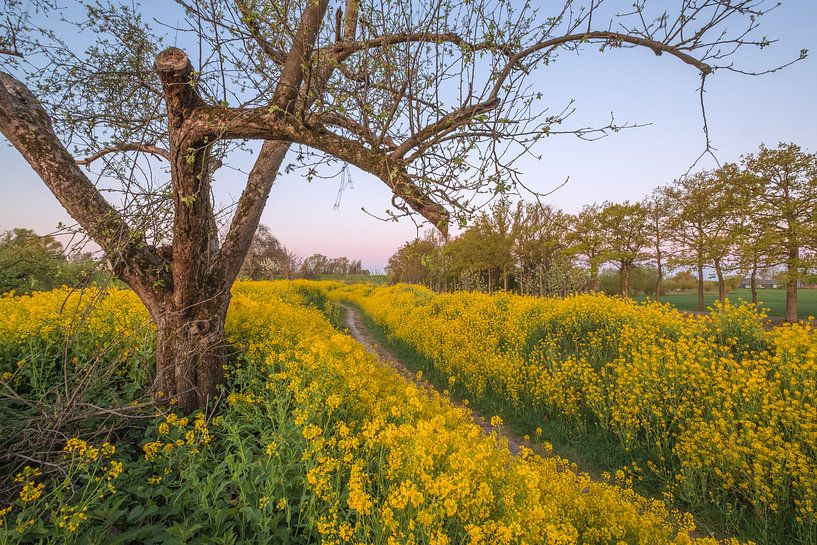 Rapeseed - Rape seed by Moetwil en van Dijk - Fotografie