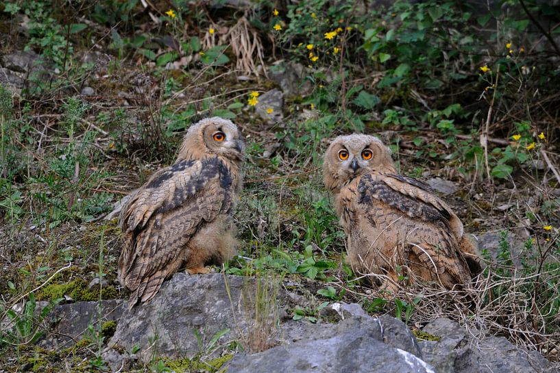 Europäische Uhus ( Bubo bubo ), zwei Jungvögel, Ästlinge, sitten nebeneinander im Abhang eines Stein von wunderbare Erde