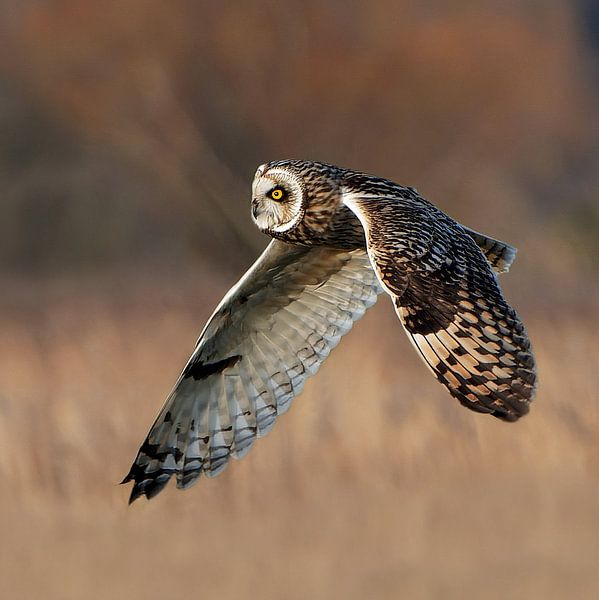 Hunting short-eared owl by Onisfotografie