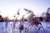 Riet in winterwonderland van Ramon Bovenlander thumbnail
