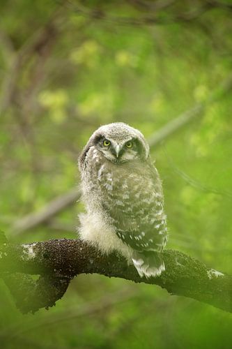 Young Flightless Owl by Hagalnaudir