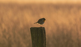 A robin in the morning sun by Marlous de Haan