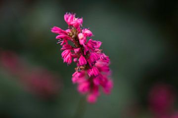Paarse bloem von Stedom Fotografie