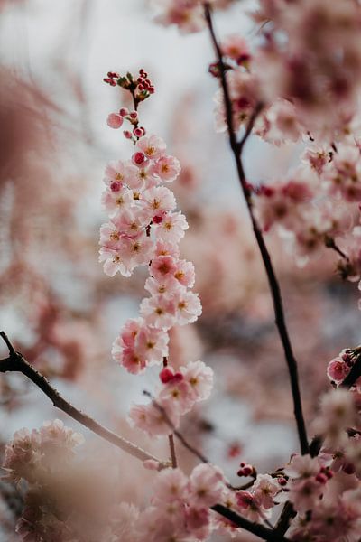 Fleur de cerisier rose par Yvette Baur