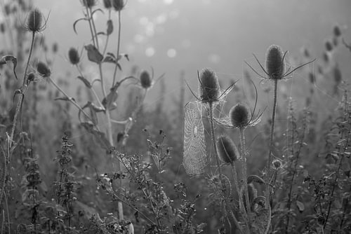 Dans la brume du matin – Cardères sauvages en noir et blanc