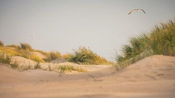 Gull au-dessus des dunes de la mer du Nord (Petten aan Zee) sur Martijn van Dellen