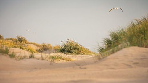 Meeuw boven de duinen van de (Noordzee (Petten aan Zee)