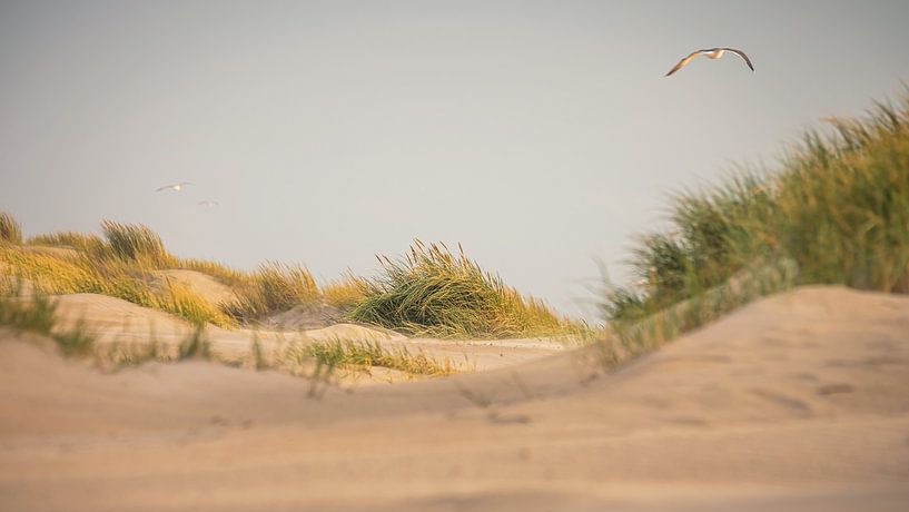 Gull au-dessus des dunes de la mer du Nord (Petten aan Zee) par Martijn van Dellen