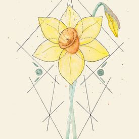 Feminine Focus | The Narcissus by Kirsten Jense Illustraties.