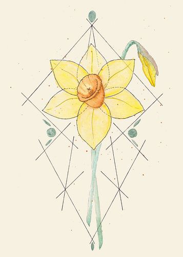 Feminine Focus | De Narcis