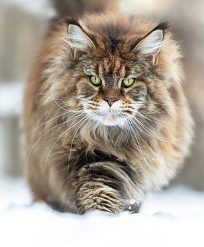 Maine Coon kat portret Leeuwin in de sneeuw van Het Boshuis