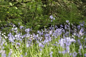 Wilde blauwe hyacinthen in het bos