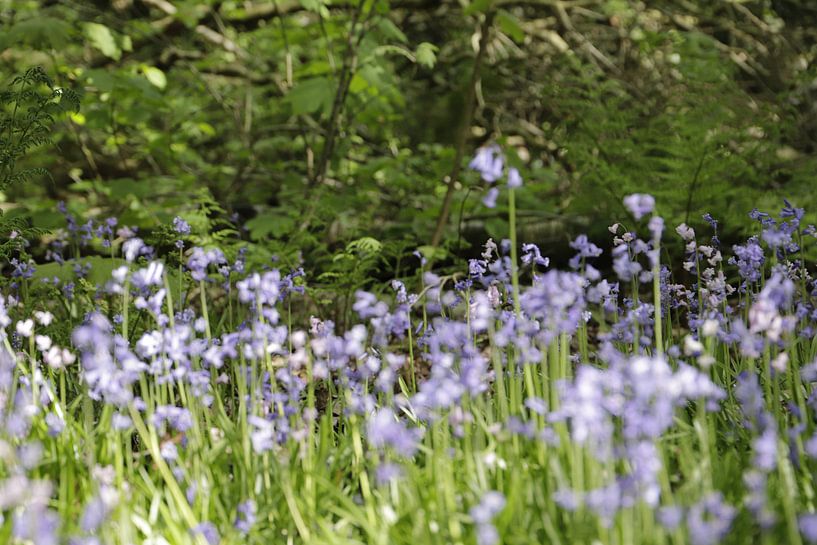 Wilde blauwe hyacinthen in het bos von Cora Unk