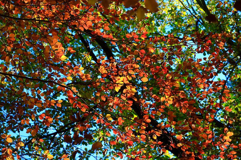Beech by Thomas Jäger