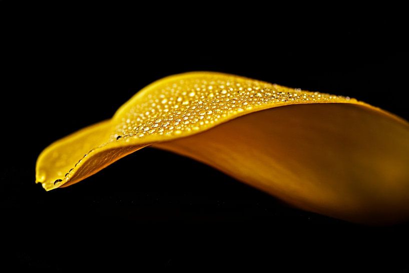 Yellow petal details by Poster Art Shop