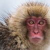 Portret van een Japanse Snow Monkey van Koen Hoekemeijer