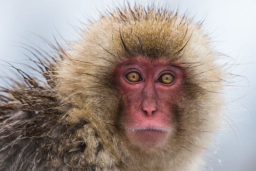 Portret van een Japanse Snow Monkey
