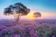 La lande violette demain à hilversum par Rens Marskamp Aperçu