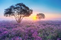 purple heather in the myst