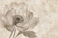Bloemen Schilderij | Sepia Whispers van Modern Collection thumbnail