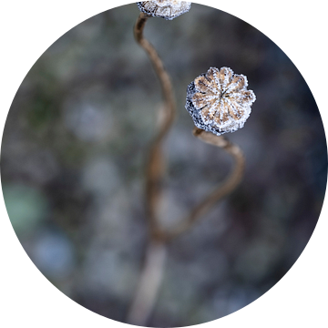 Verstild bevroren papaverbollen van Affect Fotografie