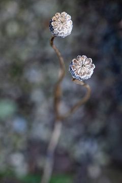 Verstild bevroren papaverbollen van Affect Fotografie