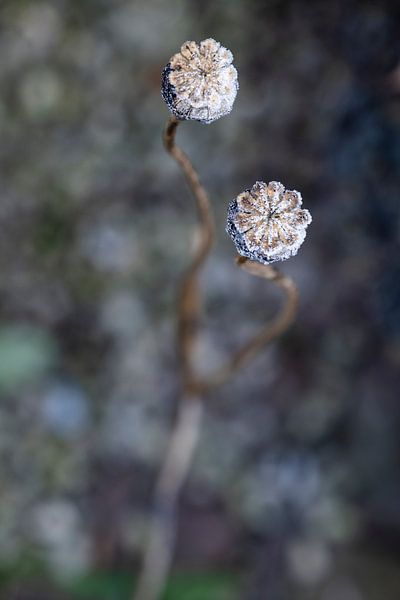 Des bulbes de pavot congelés et silencieux par Affect Fotografie