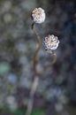 Quiet frozen poppy bulbs by Affect Fotografie thumbnail