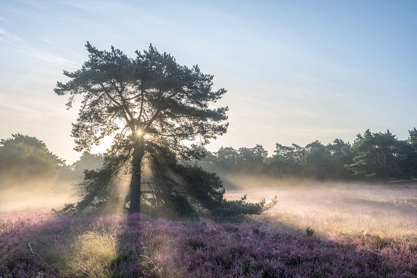 Grove den op de heide tijdens de zonsopkomst van John van de Gazelle fotografie