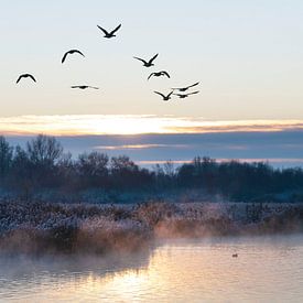 Gänseflug von Anjo Kan