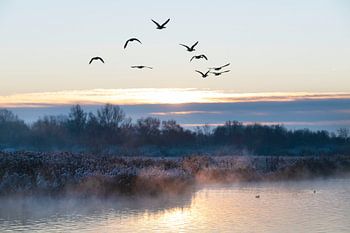 Geese flight