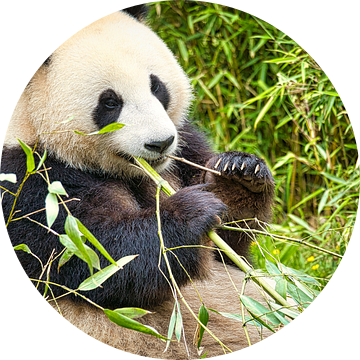 Reuzenpanda die bamboe eet. De bedreigde beer uit Azië met zwarte van Martin Köbsch