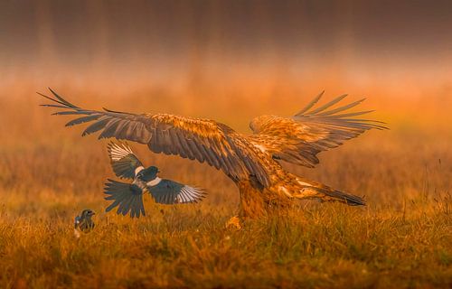 Die Konfrontation! von Robert Kok