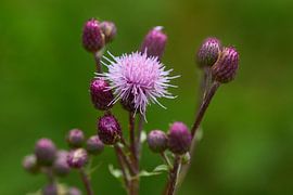 miscellaneous thistle by Karin Jähne