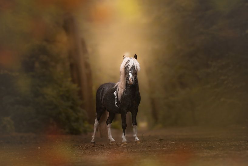 Chico in the Light by Mijndierenfotograaf