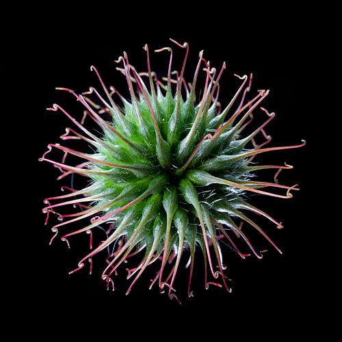 Distel Samenstand, Corona
