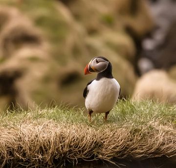 Puffin (Puffin) sur fb-fotografie