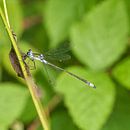 De gewone pantserjuffer (Lestes sponsa) van Geert Perdaens thumbnail