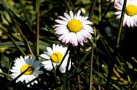 Witte bloemen Max Chrysanthemum in close-up van Kristof Leffelaer thumbnail