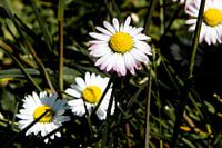 Witte bloemen Max Chrysanthemum in close-up