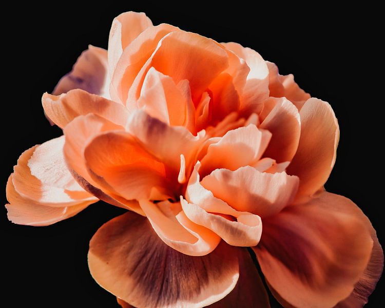 Colorful artful flower by Jolanda de Jong-Jansen