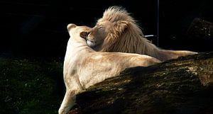 Liebe ist....