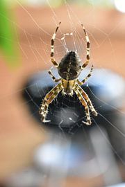 Spin in het web  von Arjan v Berkel