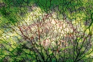 Skandinavischer Wald Grün II