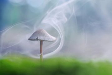 Rokende paddenstoel van Angelique Brunas