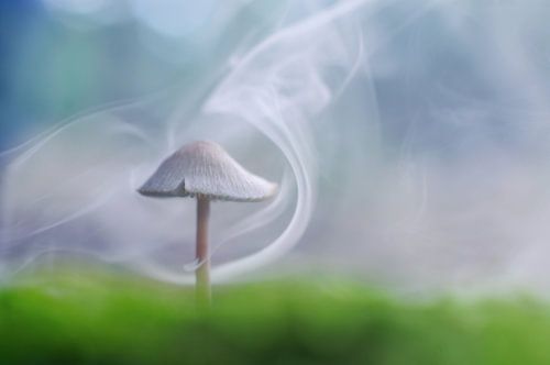 Rokende paddenstoel