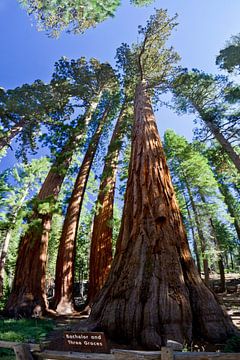 YOSEMITE VALLEY Giant Sequoias II by Melanie Viola