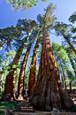 YOSEMITE VALLEY Giant Sequoias II by Melanie Viola thumbnail